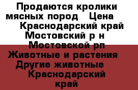 Продаются кролики мясных пород › Цена ­ 200 - Краснодарский край, Мостовский р-н, Мостовской рп Животные и растения » Другие животные   . Краснодарский край